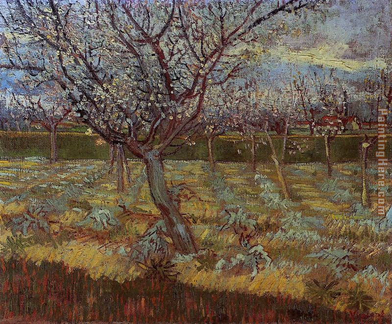 Apricot Trees in Bloom painting - Vincent van Gogh Apricot Trees in Bloom art painting